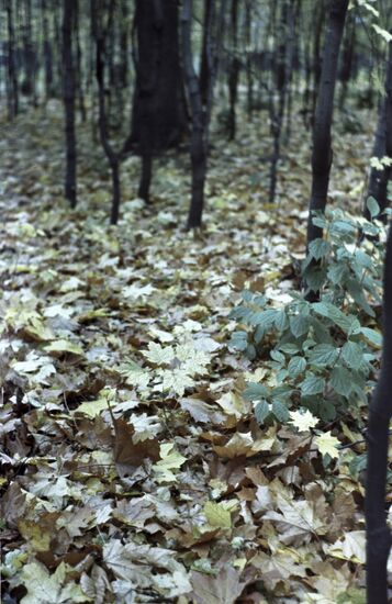 Golden fall