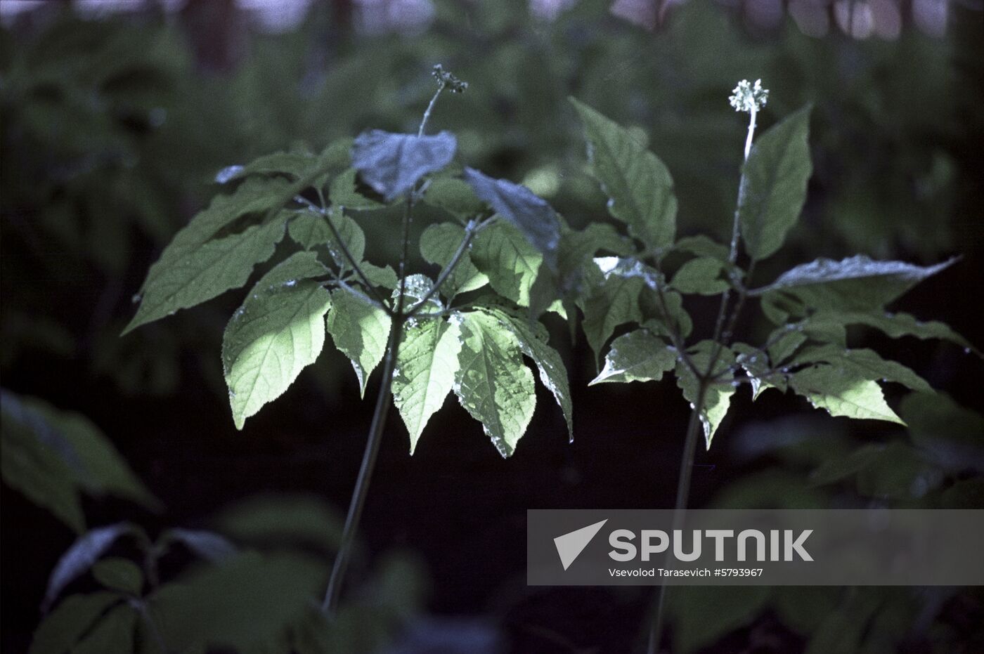 Ginseng flower