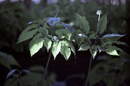 Ginseng flower