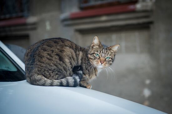 Georgia Cats