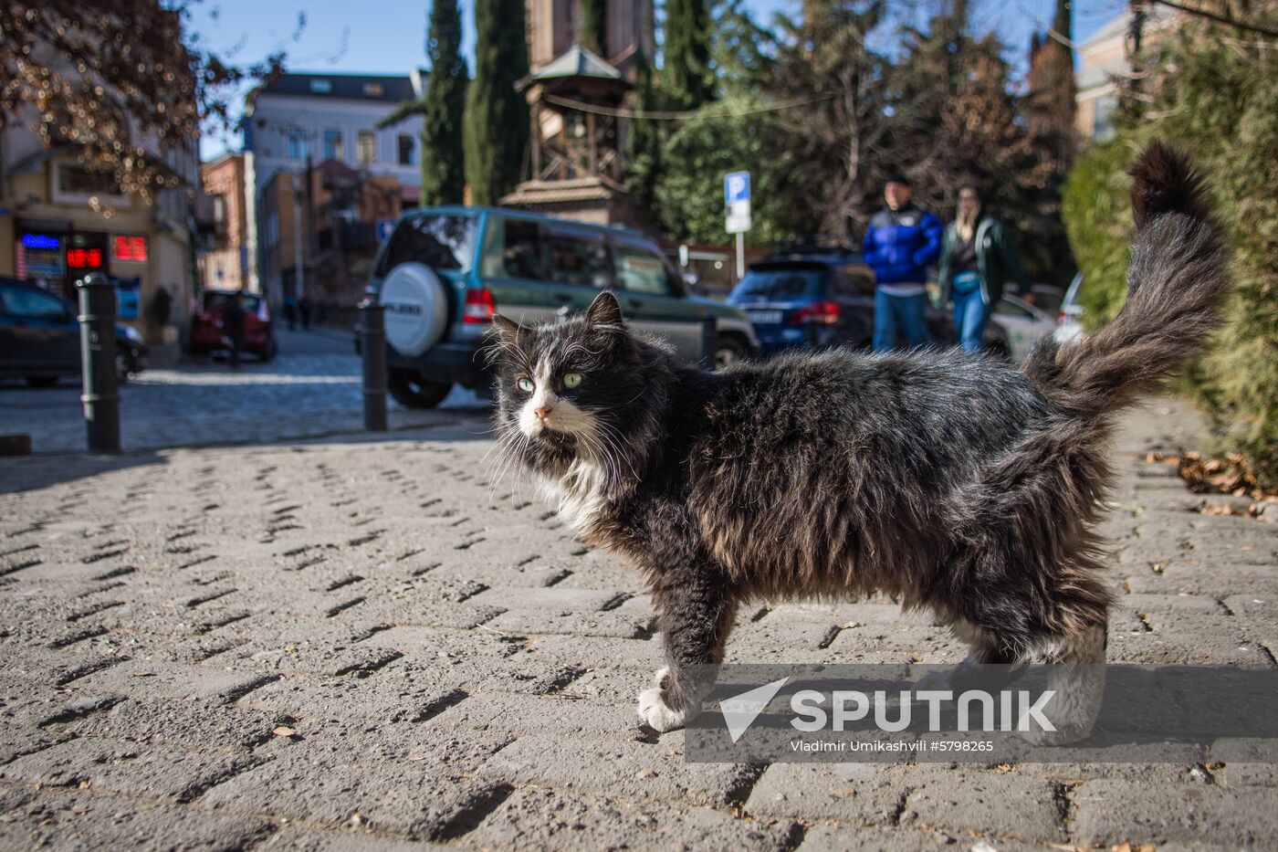 Georgia Cats