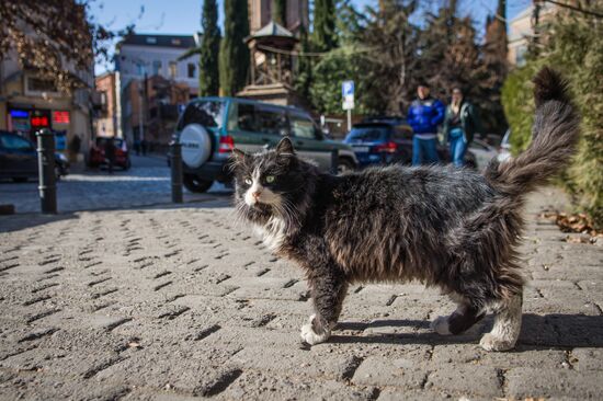 Georgia Cats