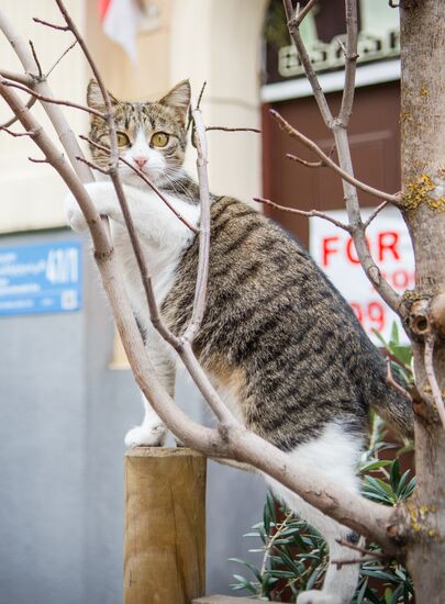 Georgia Cats