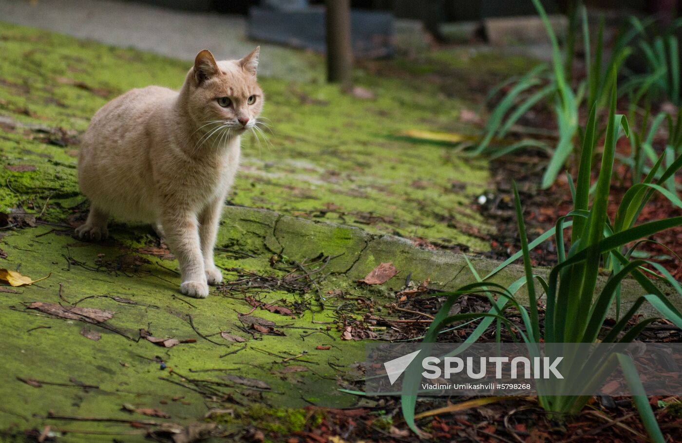 Georgia Cats
