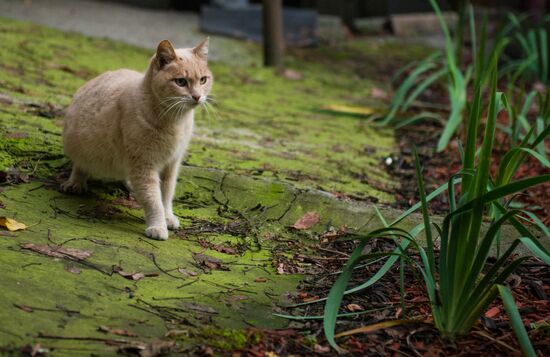 Georgia Cats