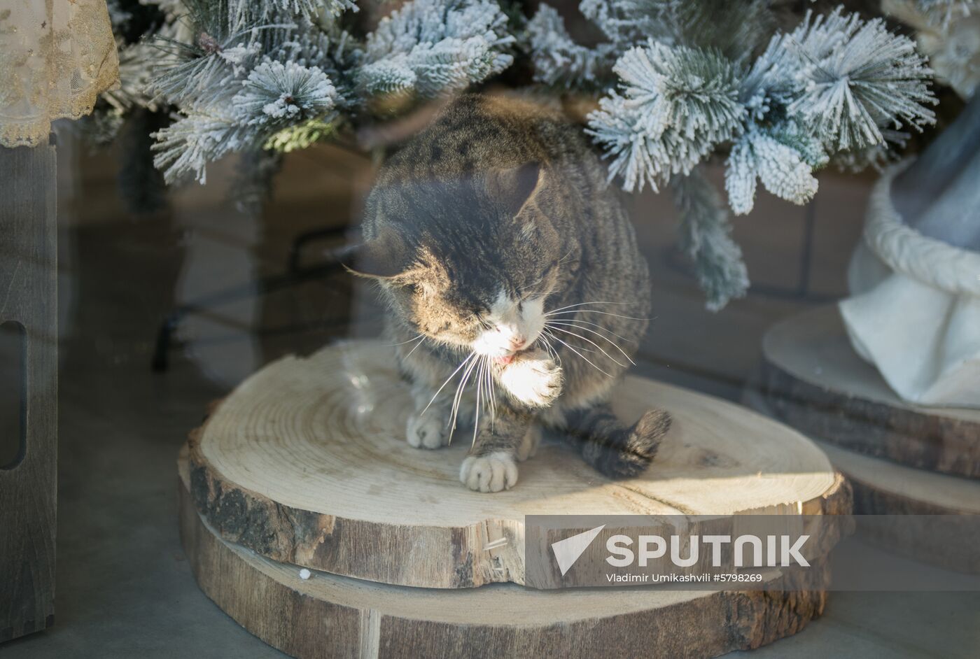 Georgia Cats