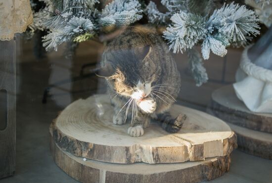Georgia Cats