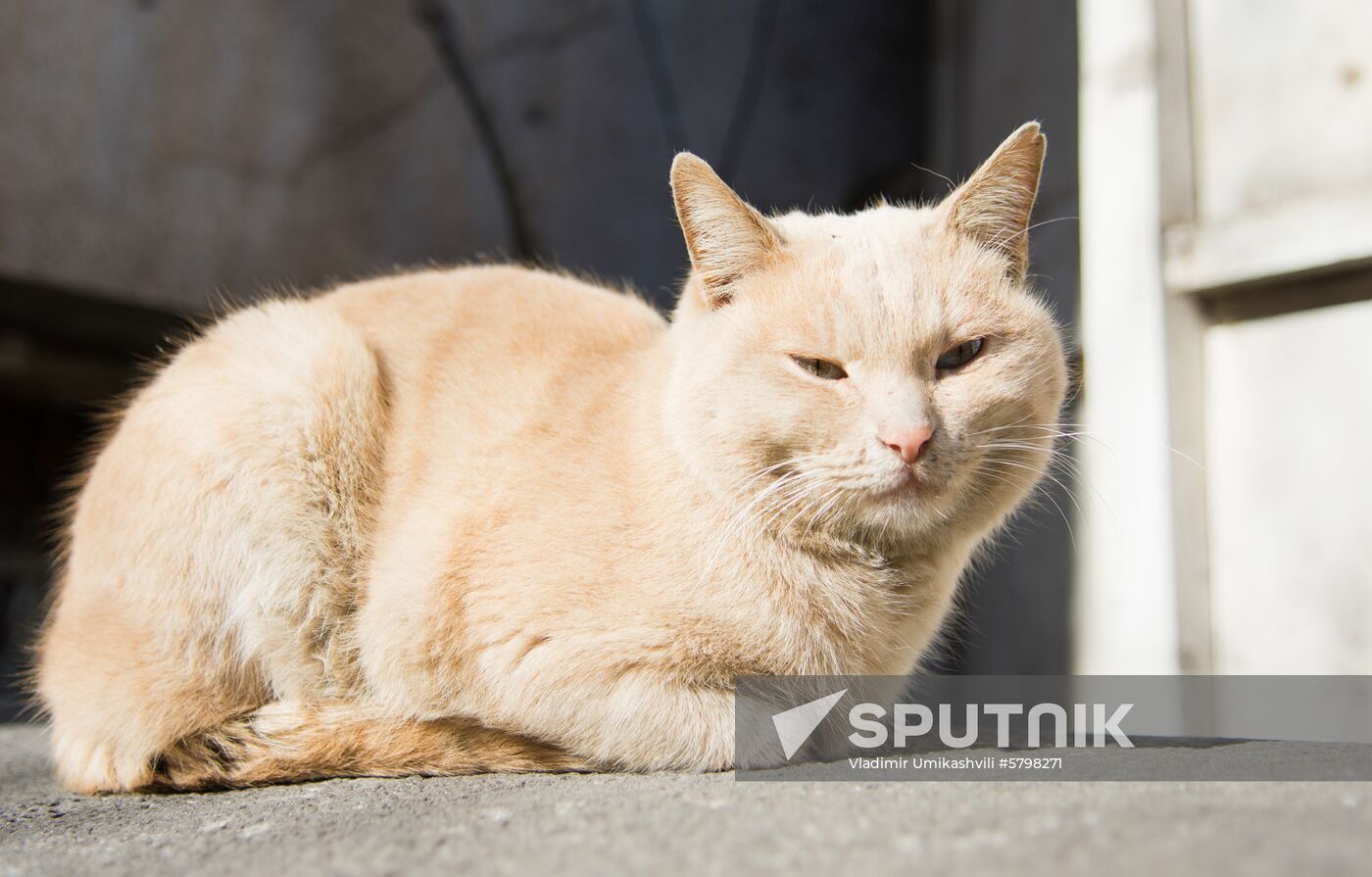 Georgia Cats