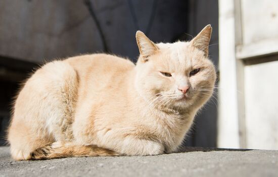 Georgia Cats