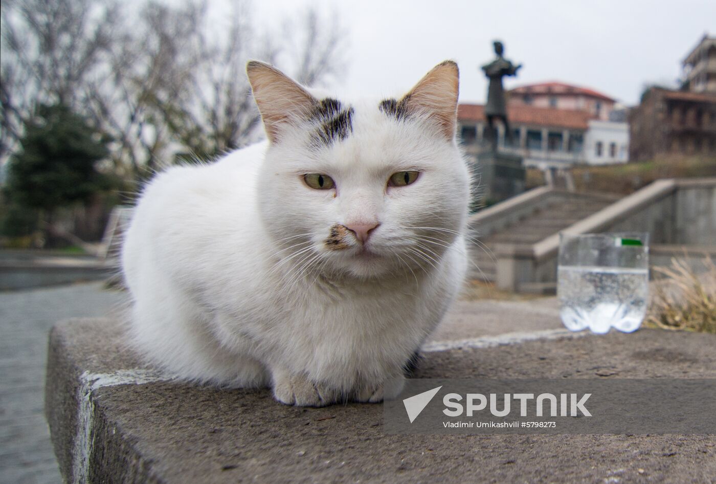 Georgia Cats