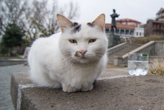 Georgia Cats