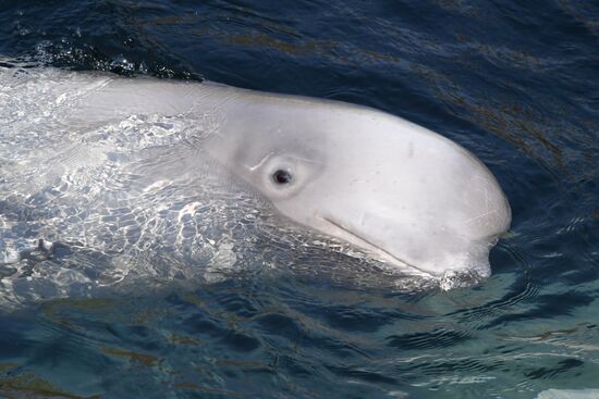 Russia Whale Prison