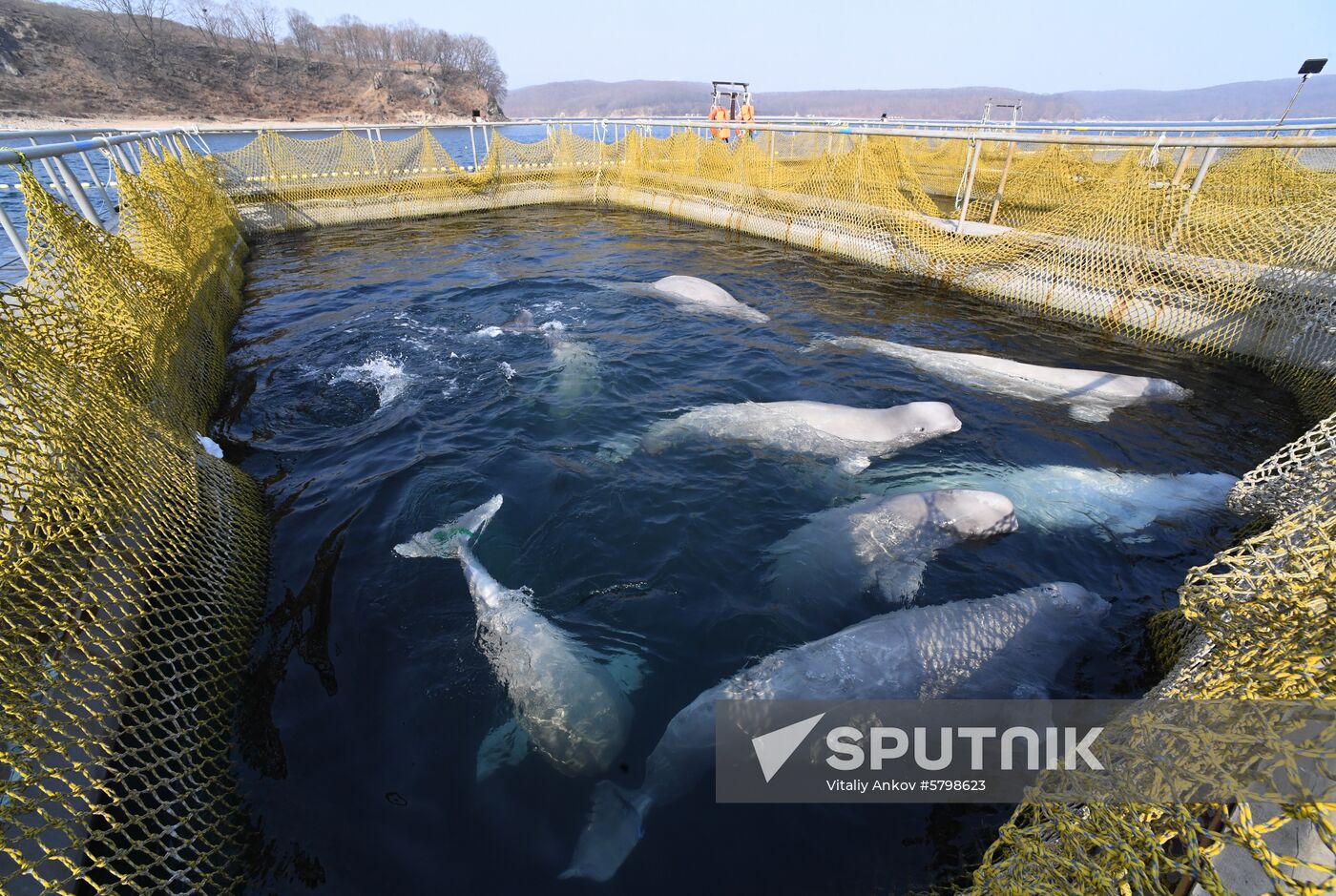 Russia Whale Prison