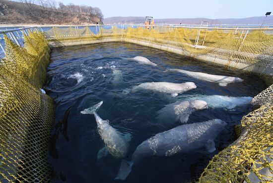 Russia Whale Prison