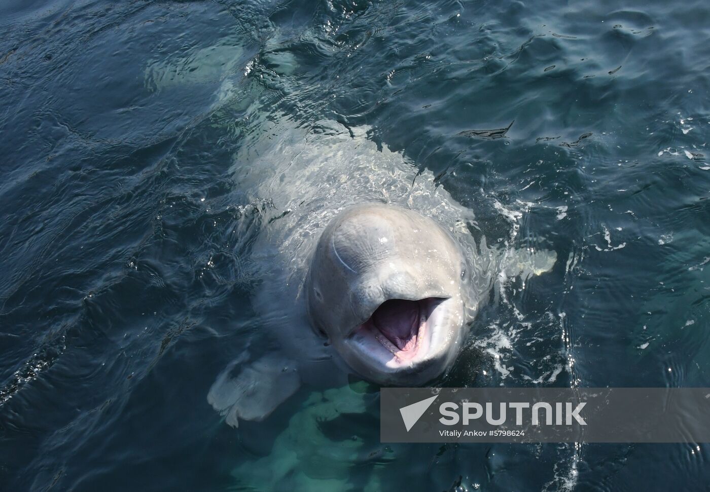 Russia Whale Prison