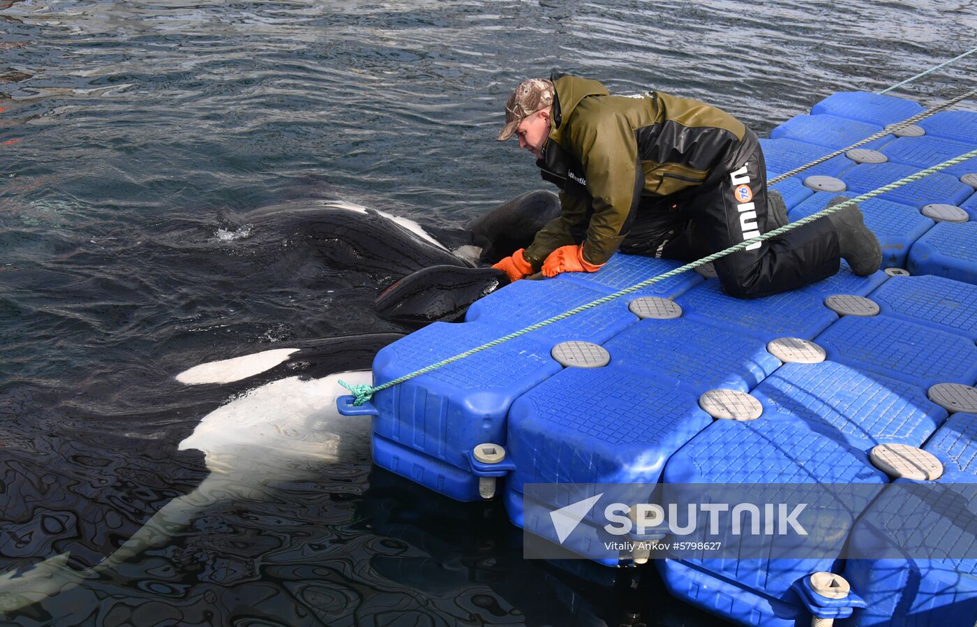 Russia Whale Prison