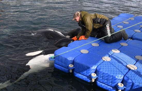 Russia Whale Prison