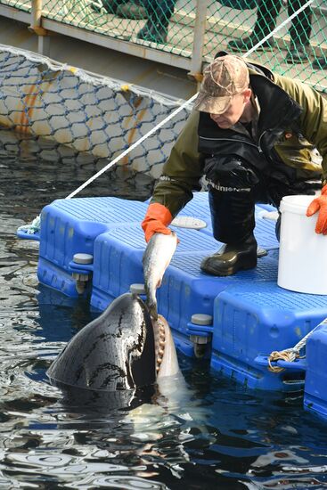 Russia Whale Prison