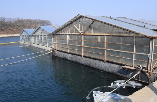 Russia Whale Prison