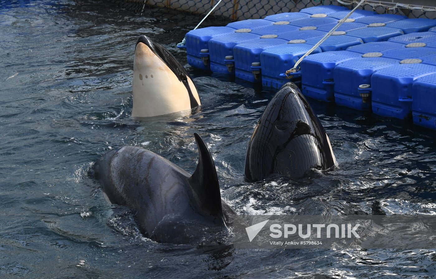 Russia Whale Prison