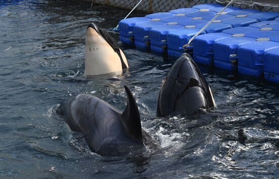 Russia Whale Prison