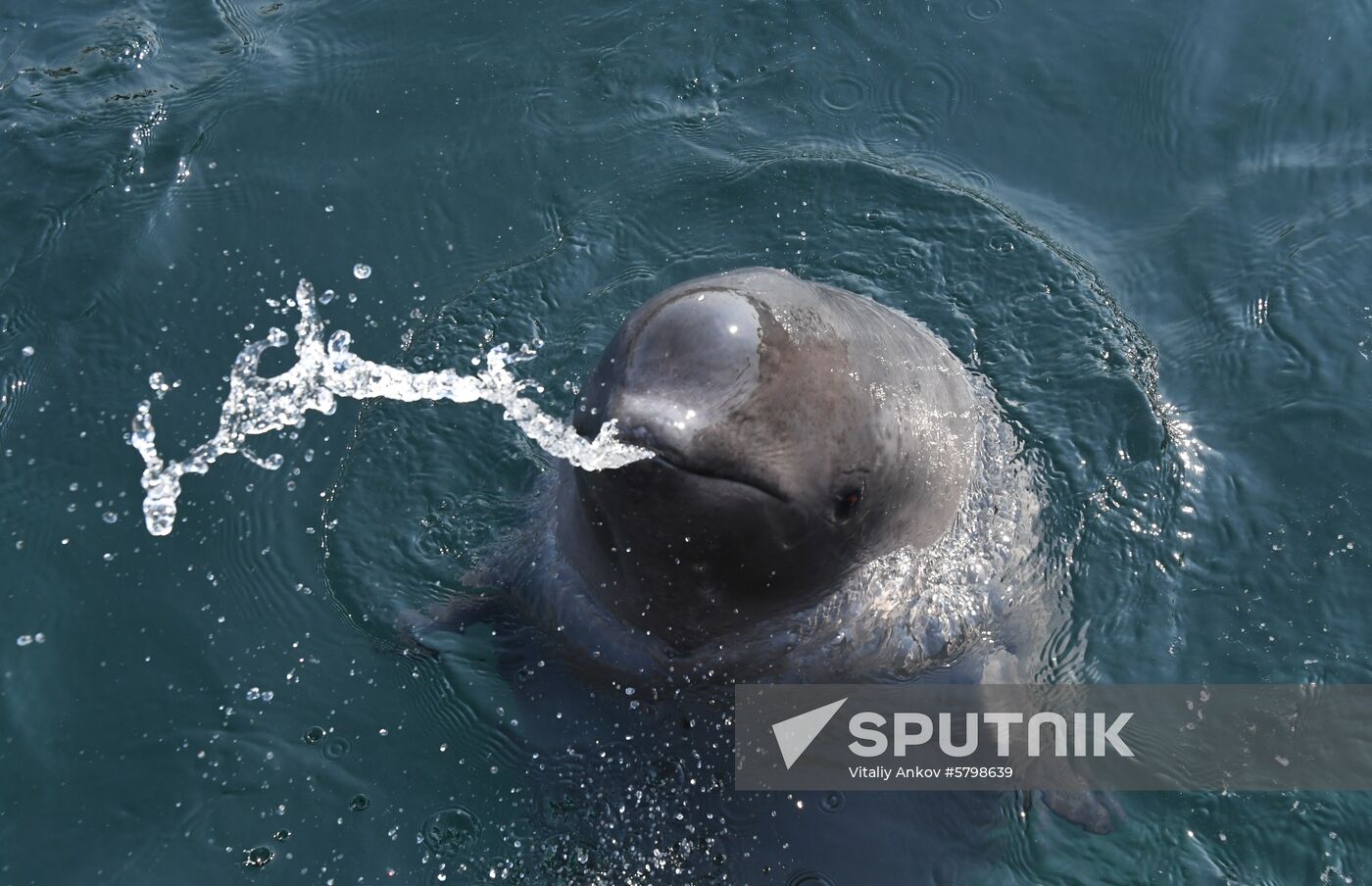 Russia Whale Prison