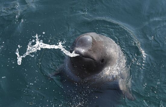 Russia Whale Prison