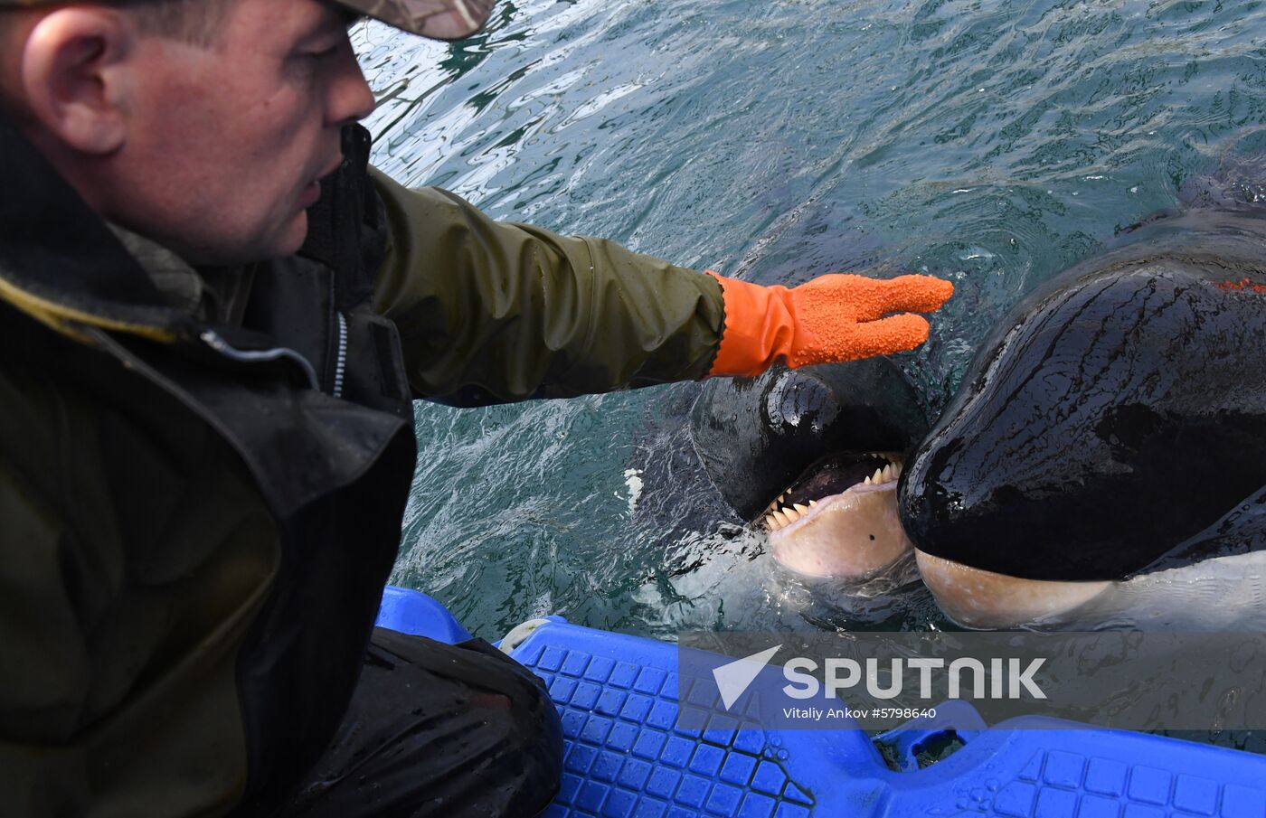 Russia Whale Prison