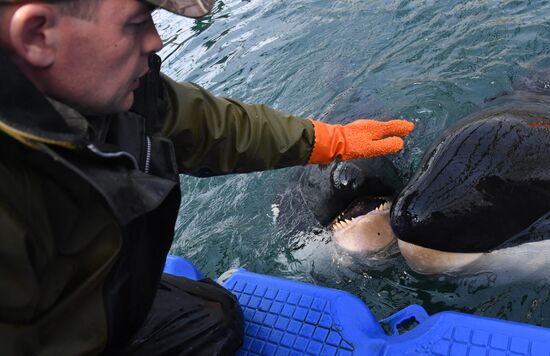 Russia Whale Prison