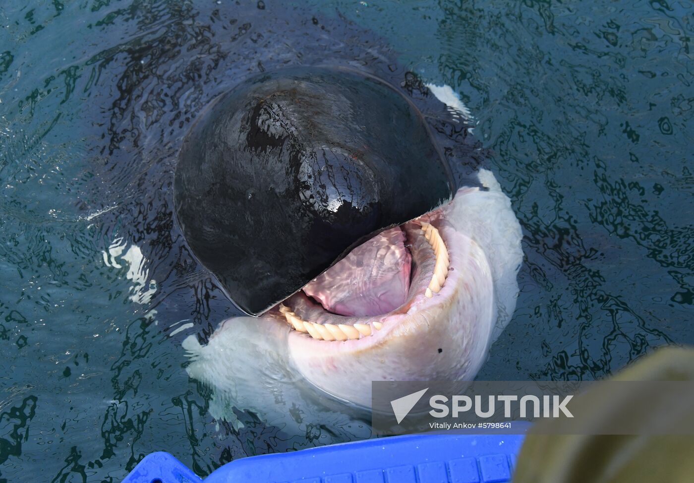 Russia Whale Prison