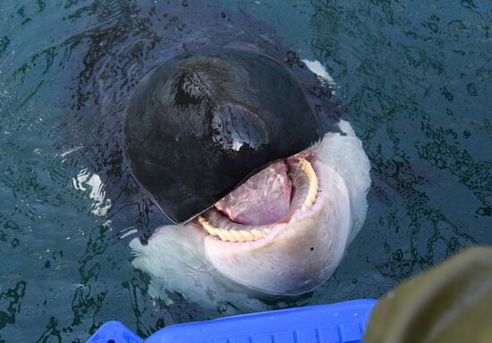 Russia Whale Prison