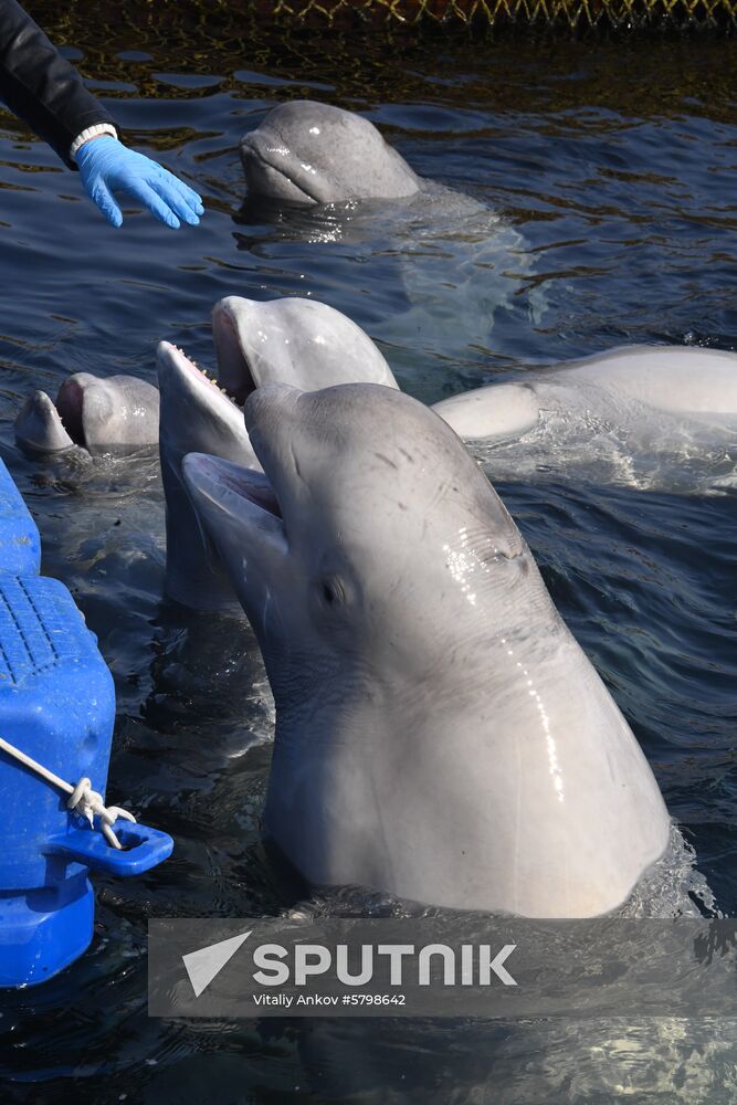 Russia Whale Prison