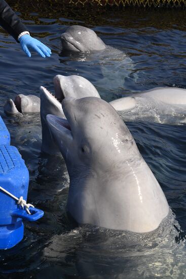 Russia Whale Prison