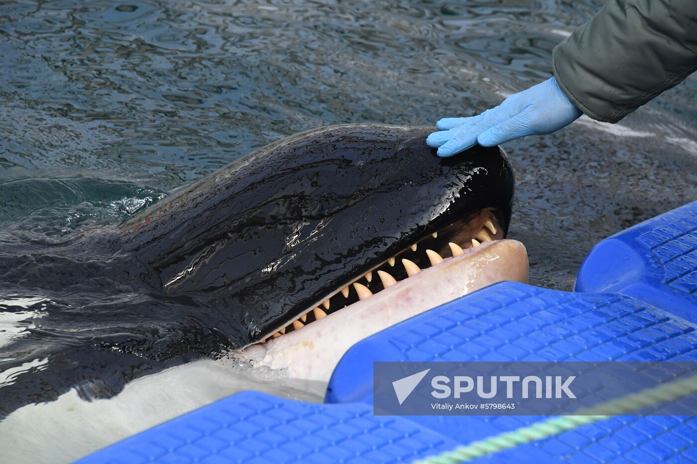 Russia Whale Prison