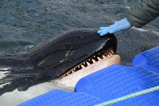 Russia Whale Prison
