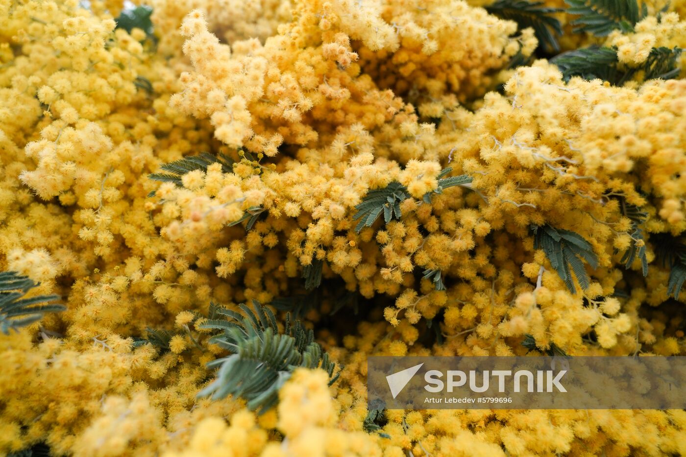 Russia Flowers