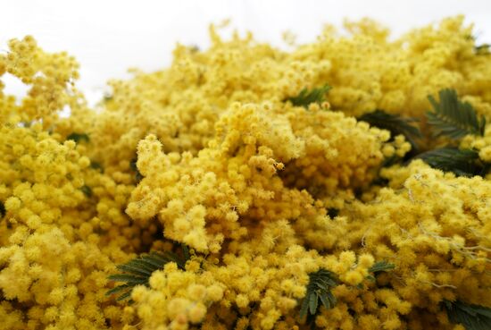 Russia Flowers