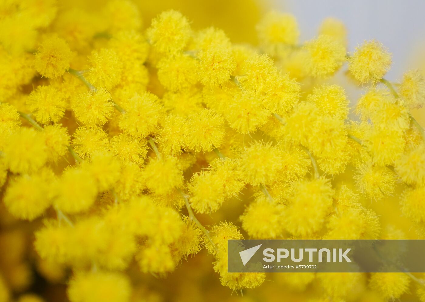 Russia Flowers
