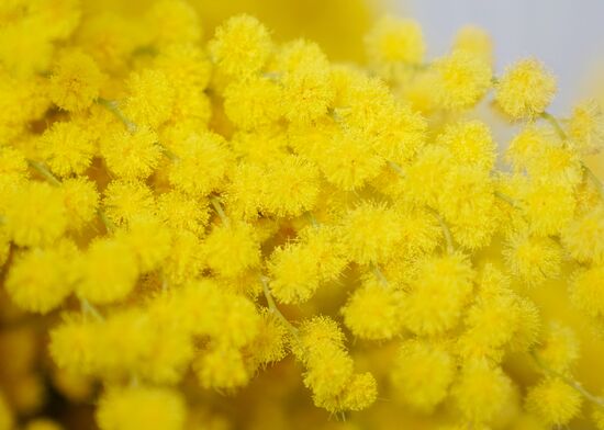 Russia Flowers