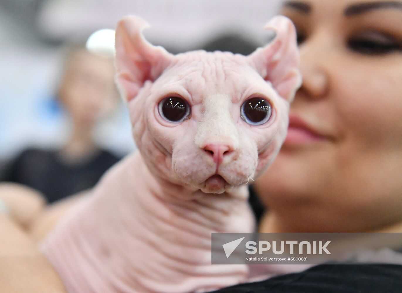 Russia Cats Show
