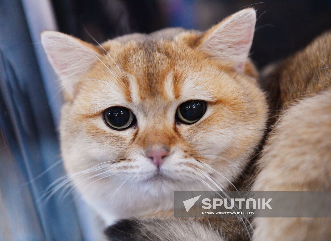 Russia Cats Show