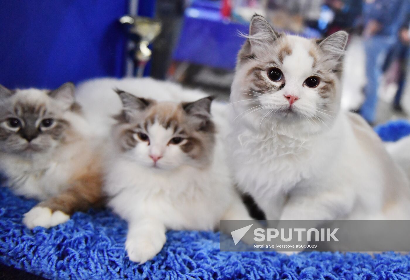 Russia Cats Show