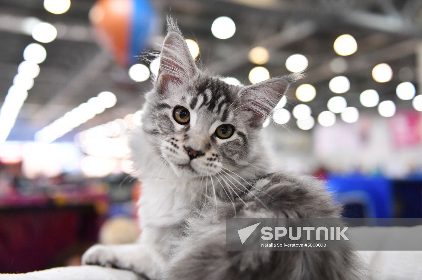 Russia Cats Show