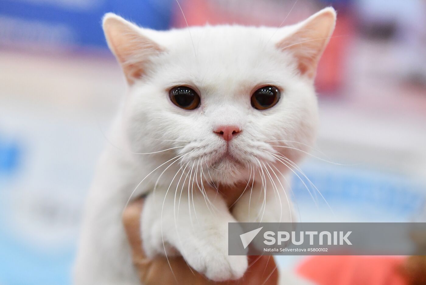 Russia Cats Show