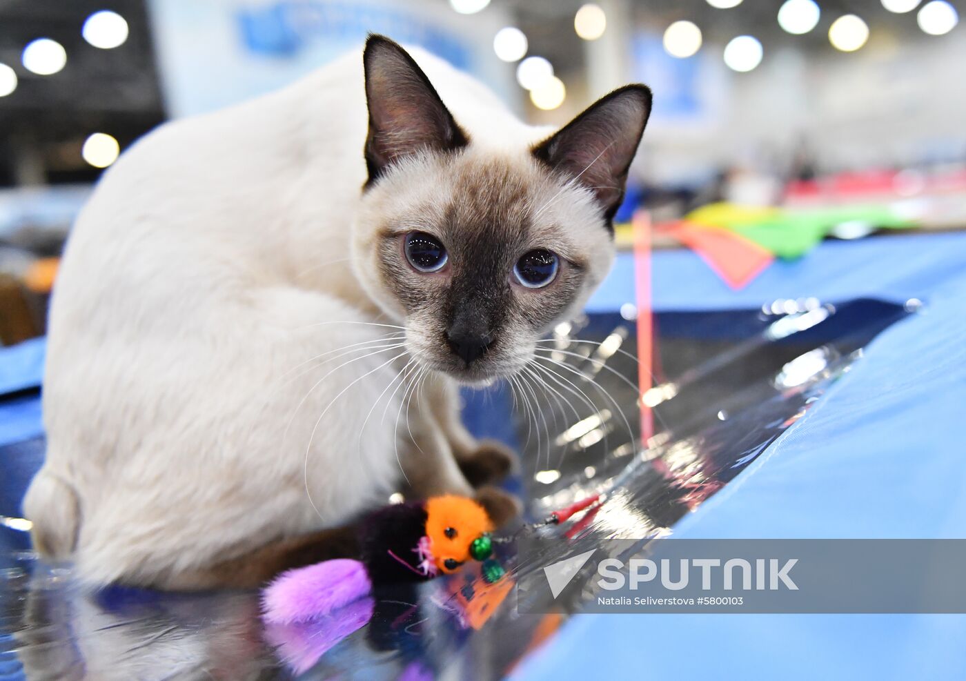 Russia Cats Show