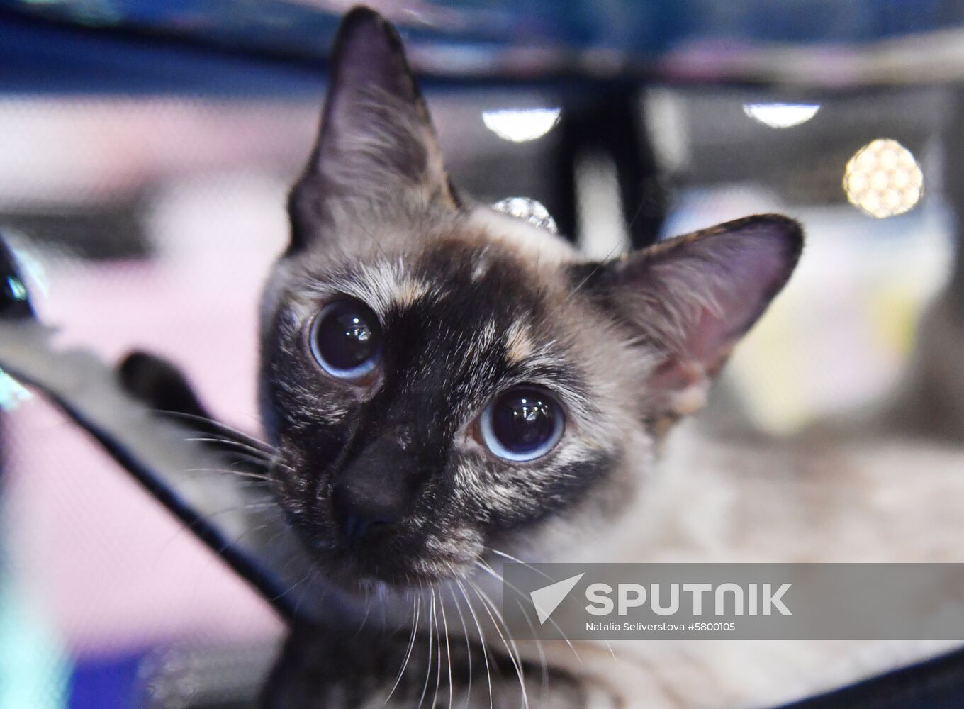 Russia Cats Show