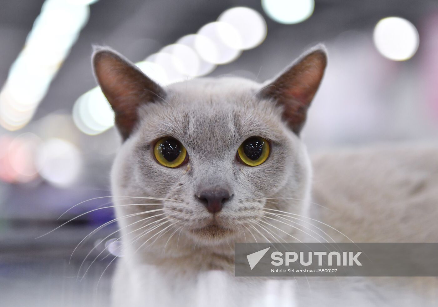 Russia Cats Show
