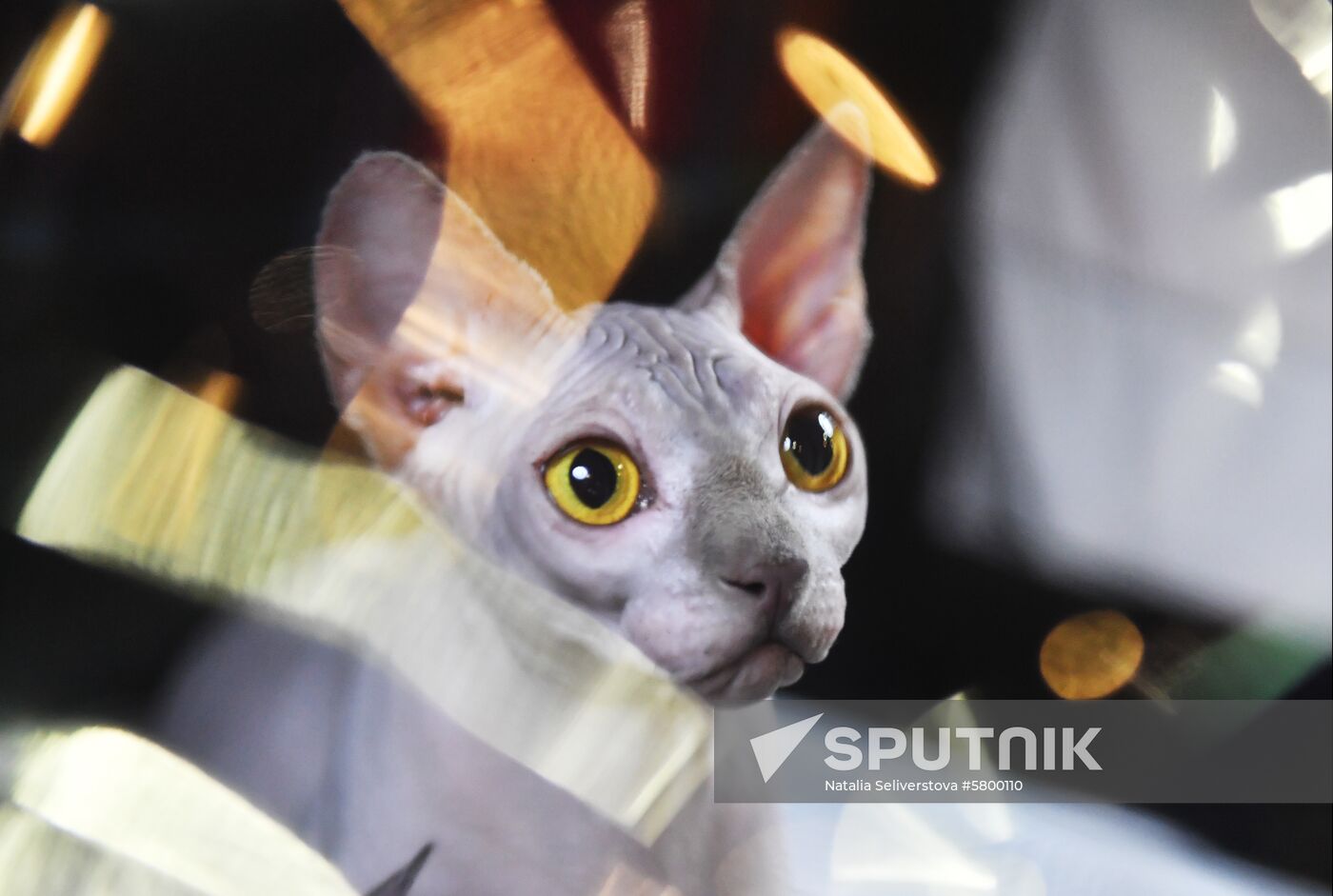 Russia Cats Show