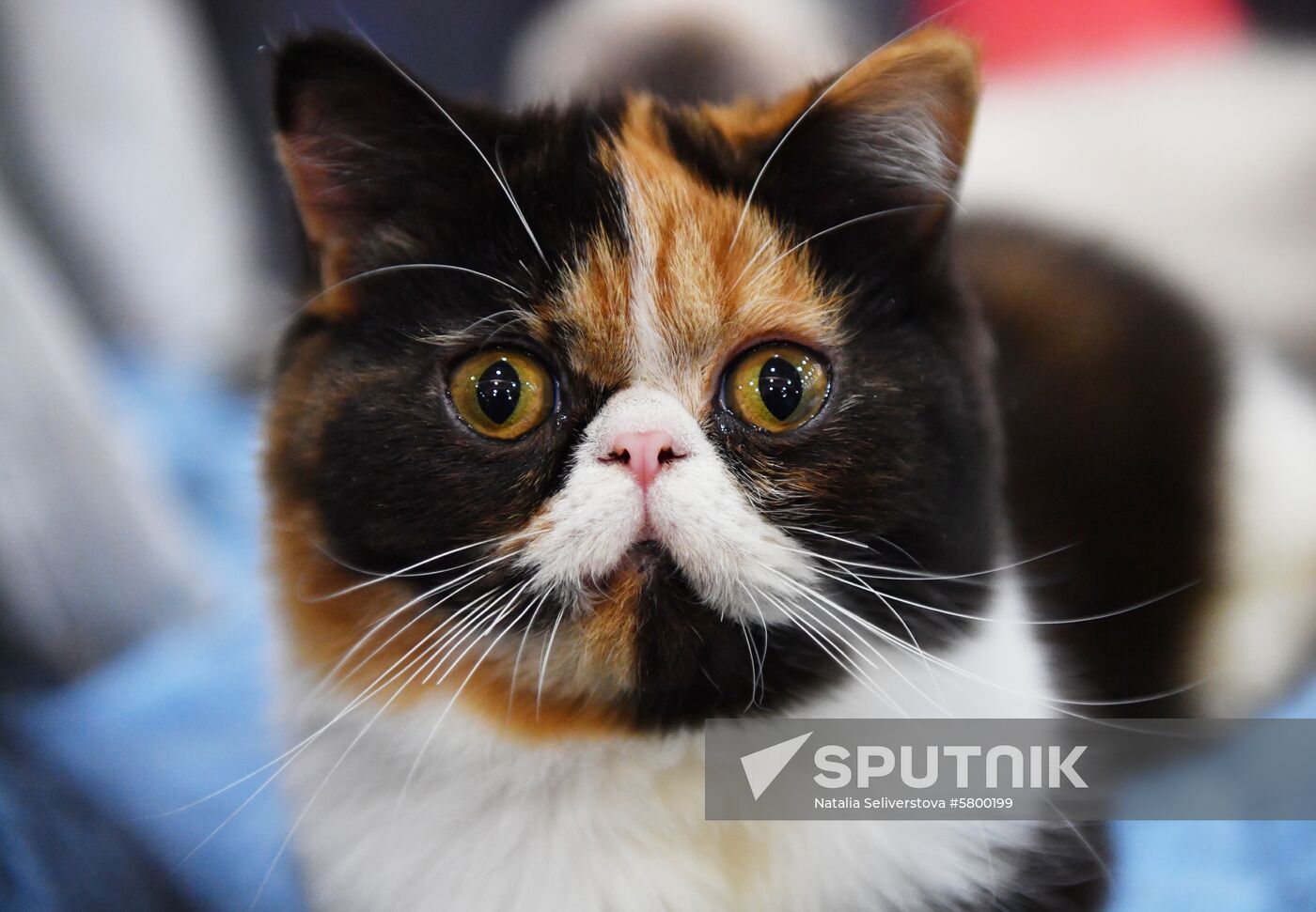 Russia Cats Show