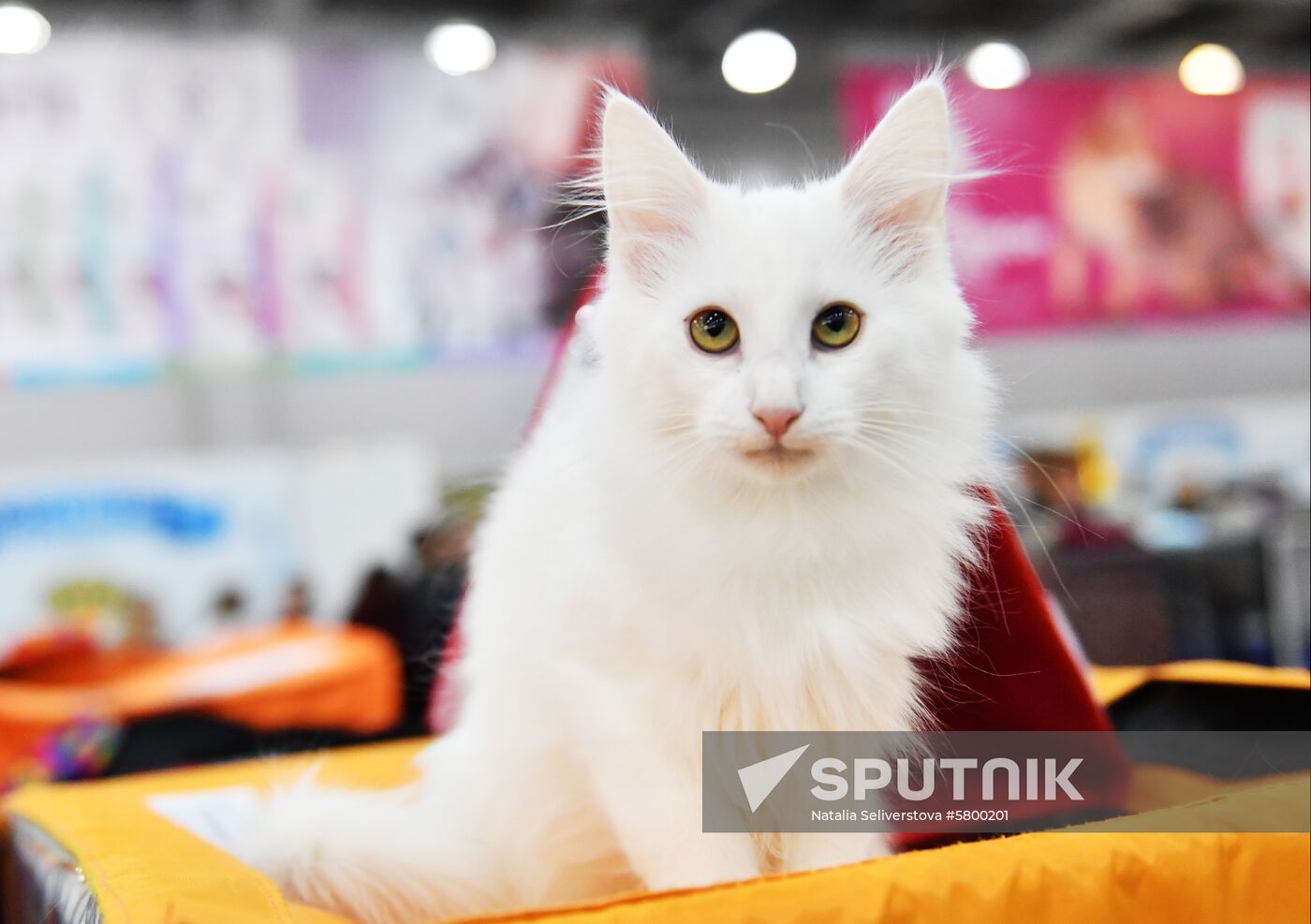 Russia Cats Show